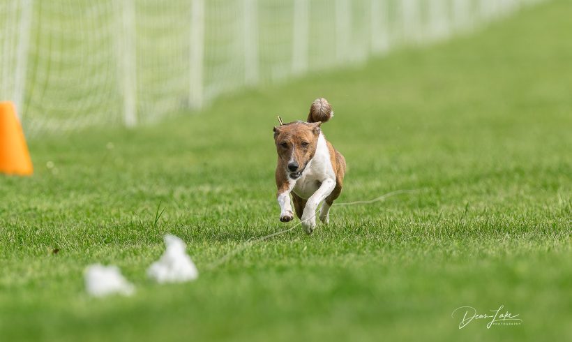 Mid Atlantic Basenji Club of Maryland Fast Cats